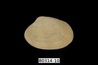 藏品(海瓜子簾蛤)的圖片